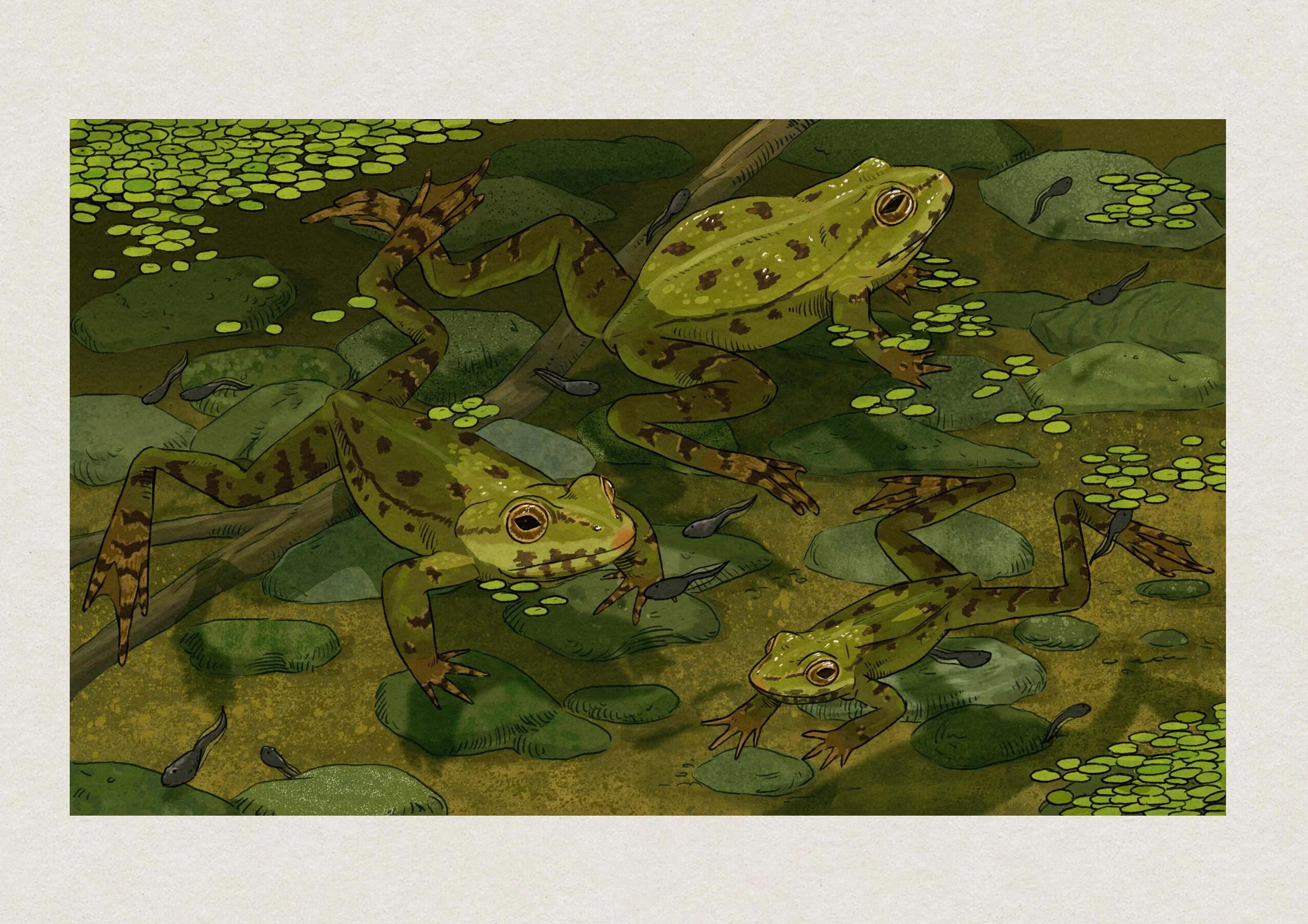 Pond Frogs - Postcard