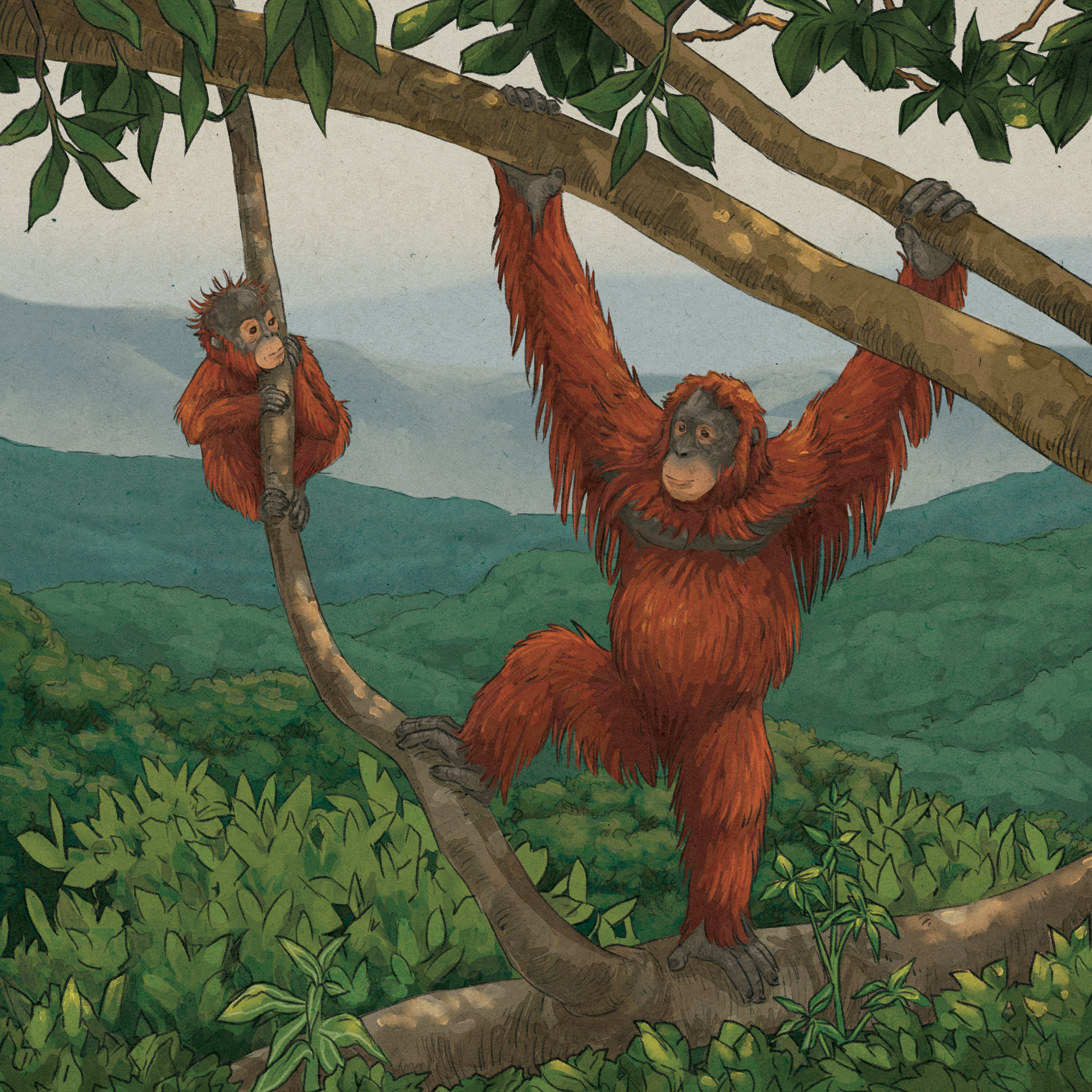 PONGO Deluxe Cover.png