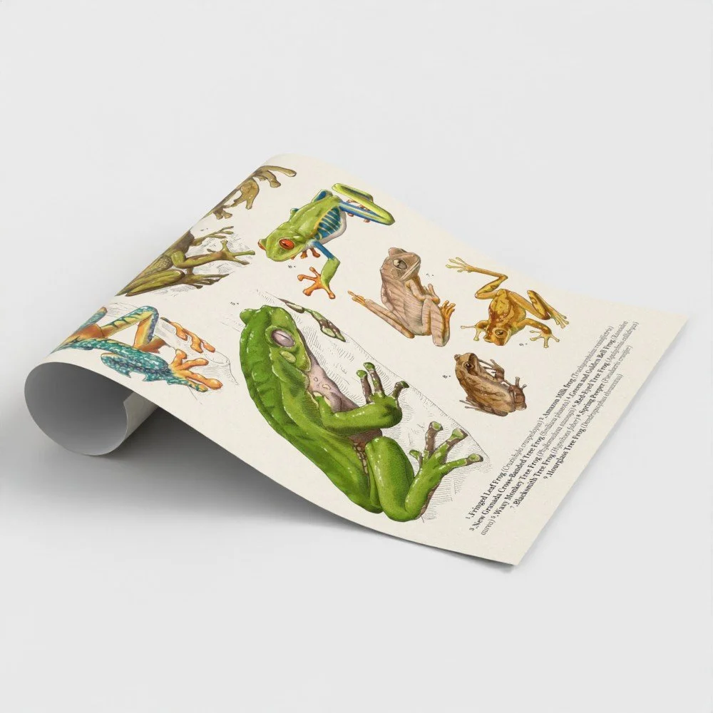 treefrog1.jpg