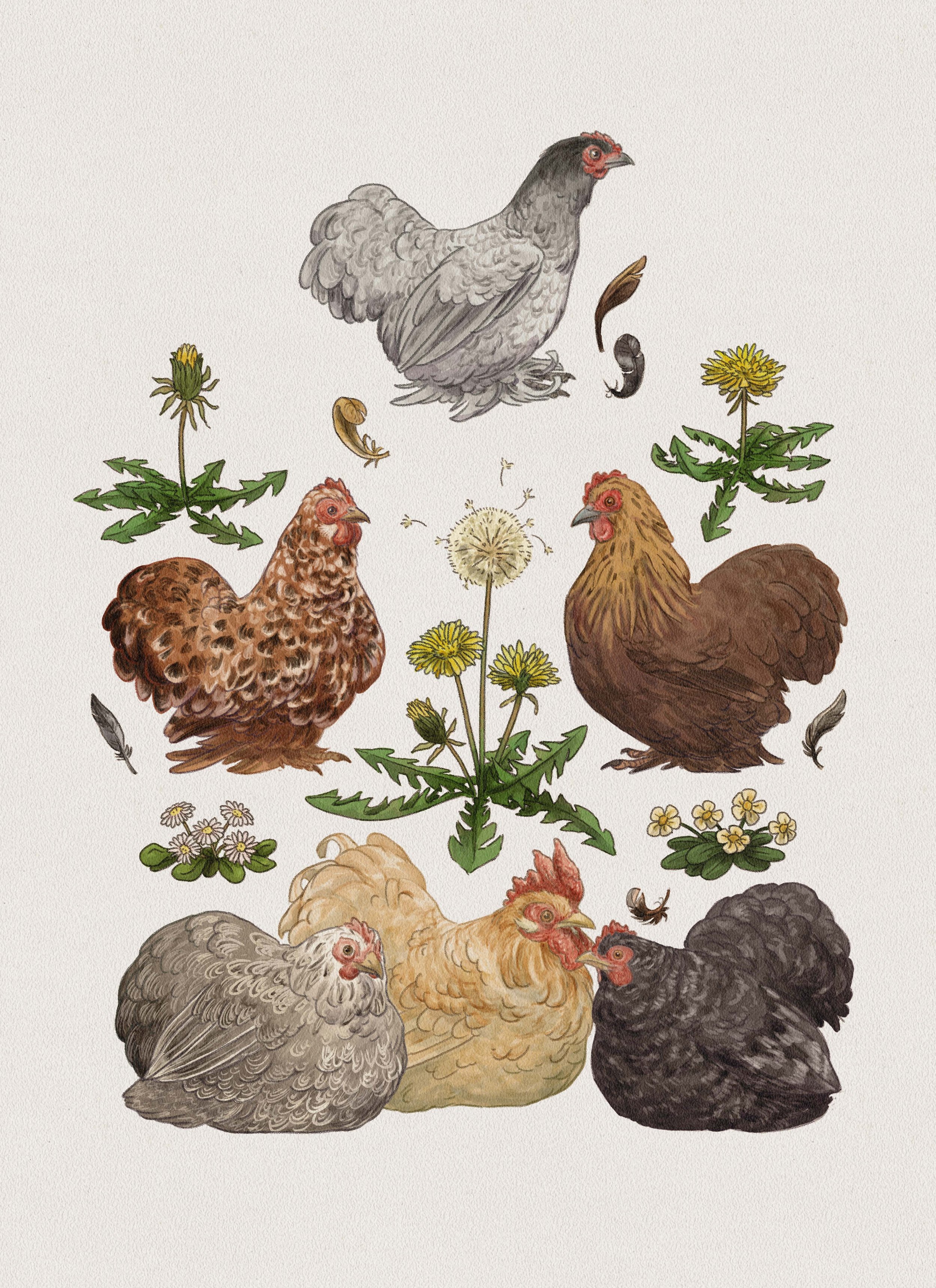 chickens TP.jpg