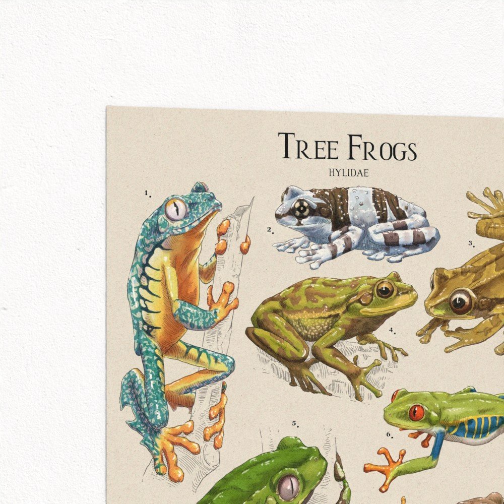 treefrog2.jpg