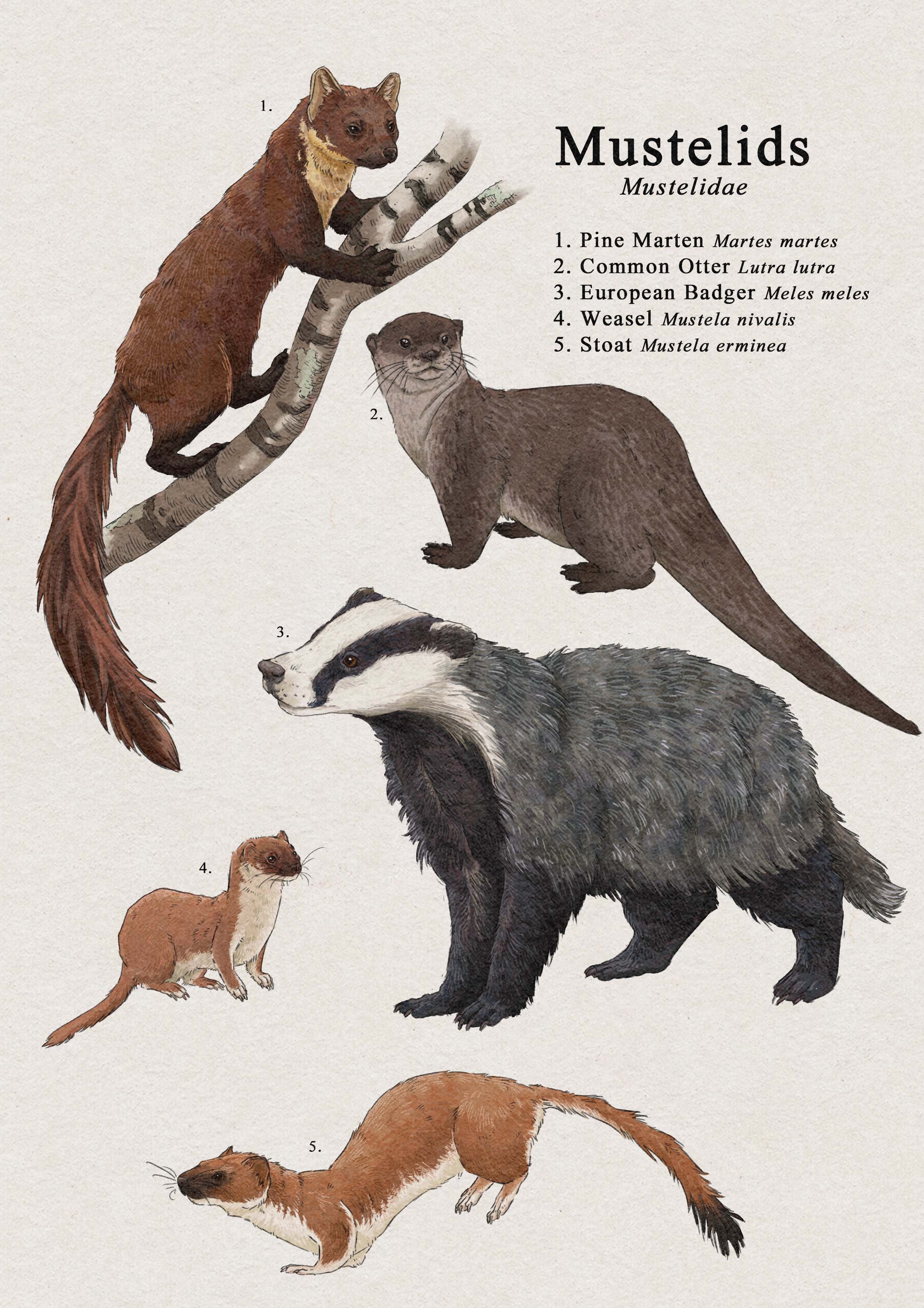 mustelids.jpg