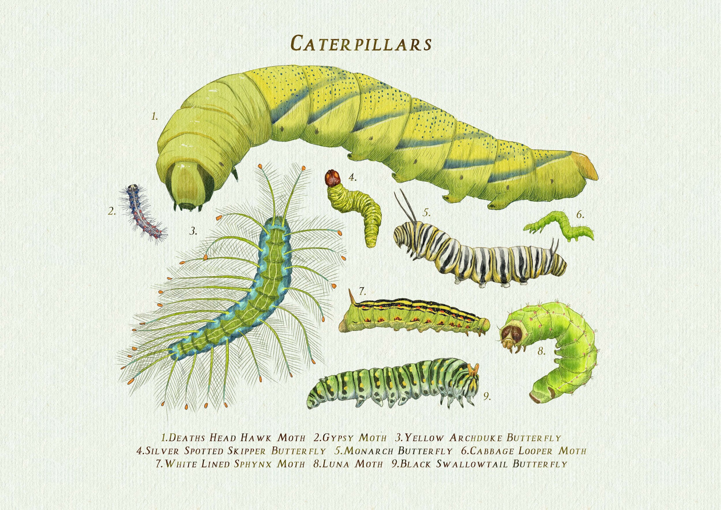 caterpillars TP.jpg