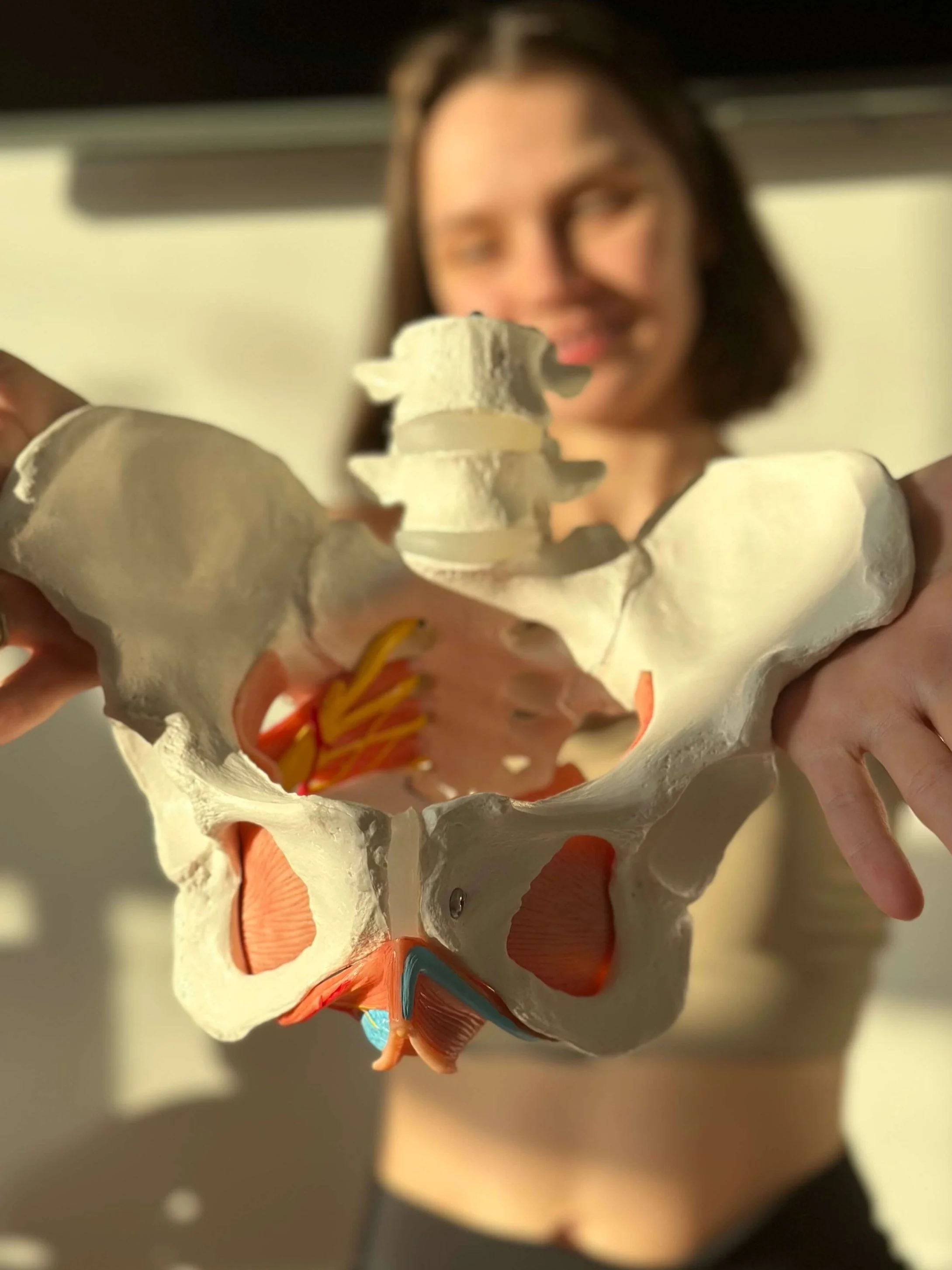 Person holding a human pelvic model, focusing on pelvic bones and muscles, blurred background.