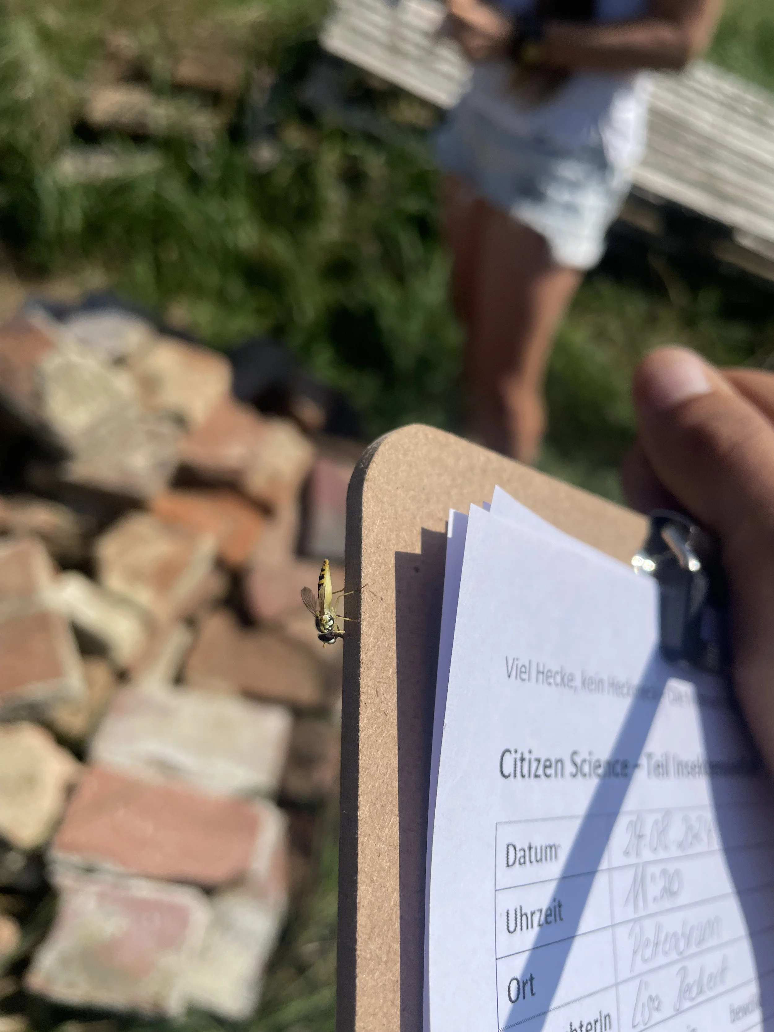 „Viel Hecke – Kein Heck-Meck“ Abschlussaktion und Naturerkundung