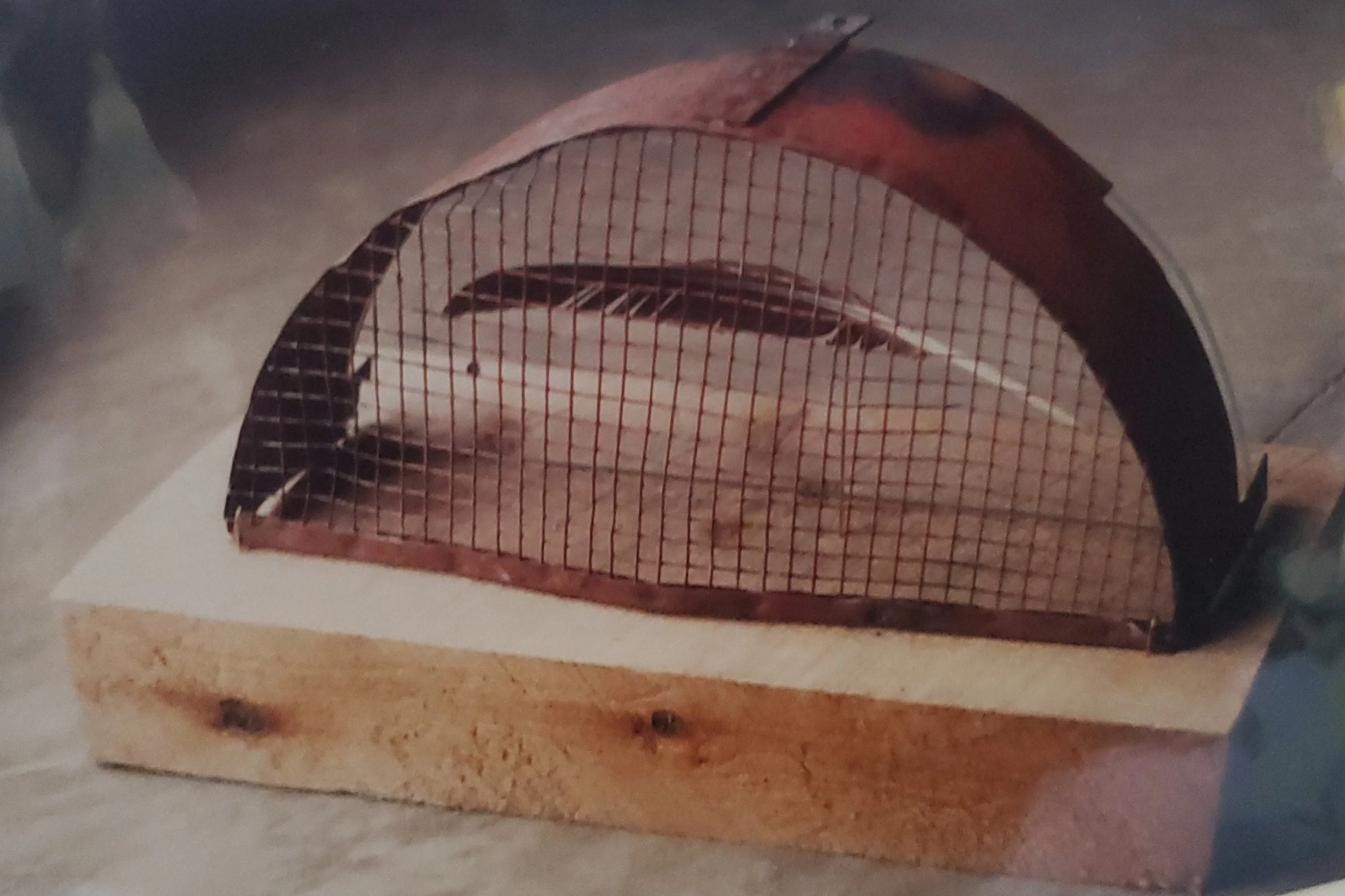 ARCHIVE: approx 12x16x8in, found metal grate, wood, feather, plexiglass, piano hinge, 1990 - SOLD