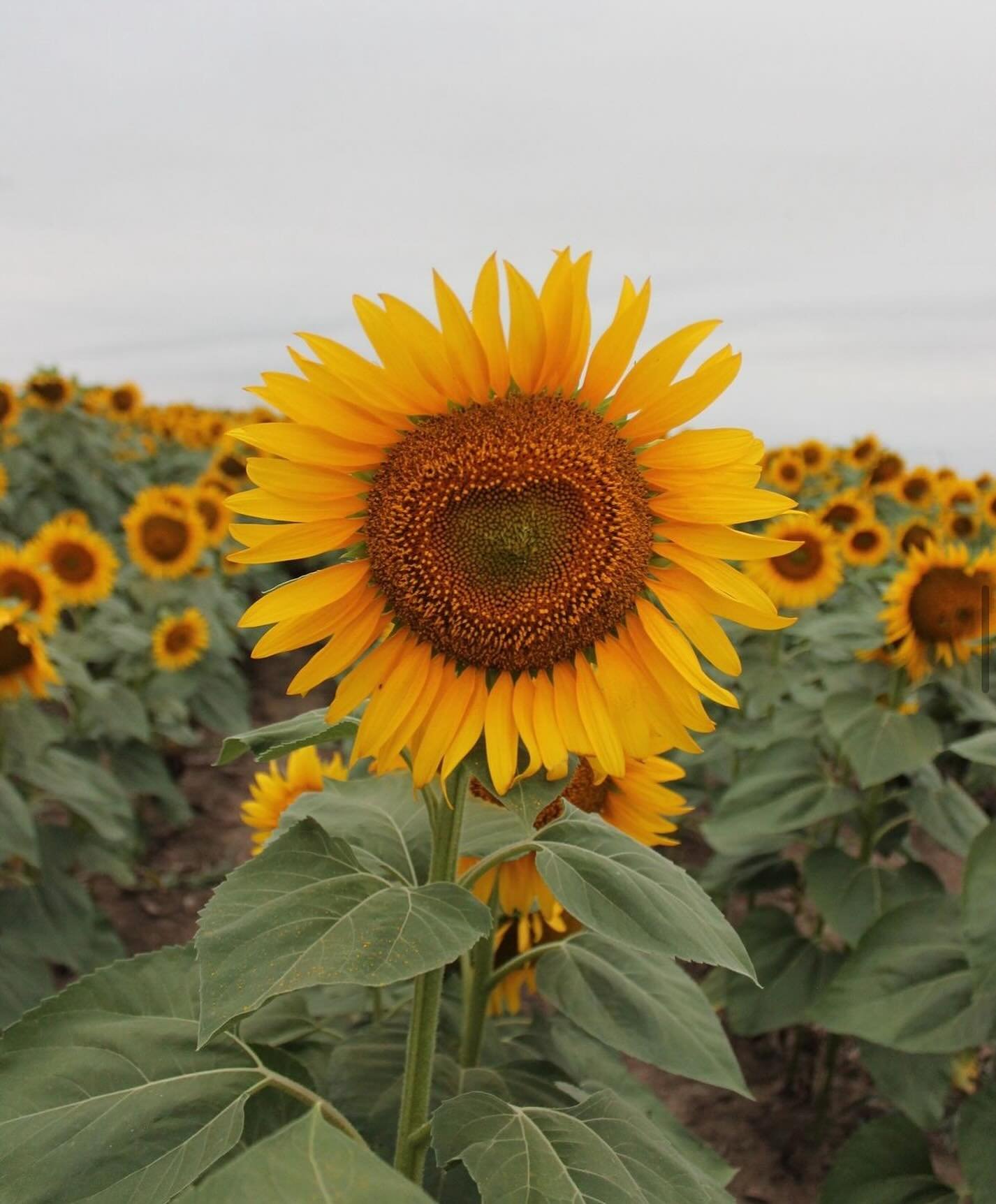 &ldquo;Bloom wherever you are planted, just like our sunflowers!&rdquo; - Farmer Al! 🌻
