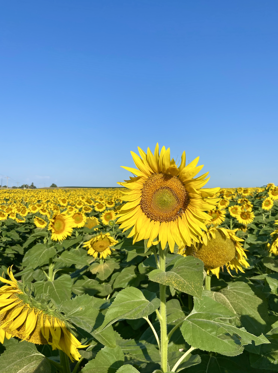 Simply Sunflower Field Run - Fun Run and 5K - Sunflowers