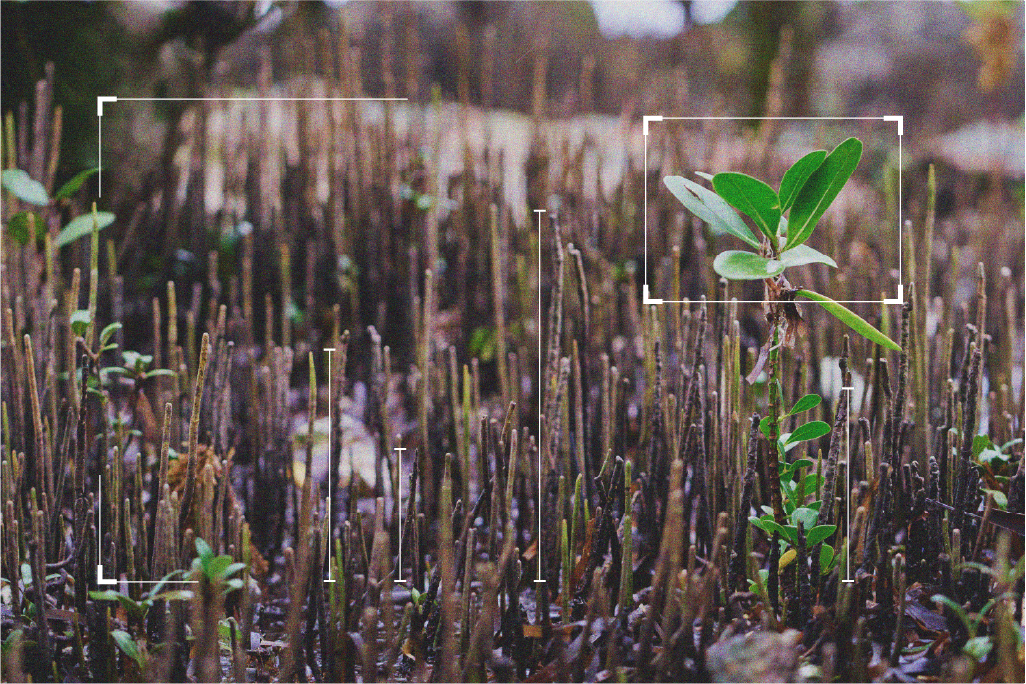 Symbiosis expands to mangroves and updates Quality Criteria