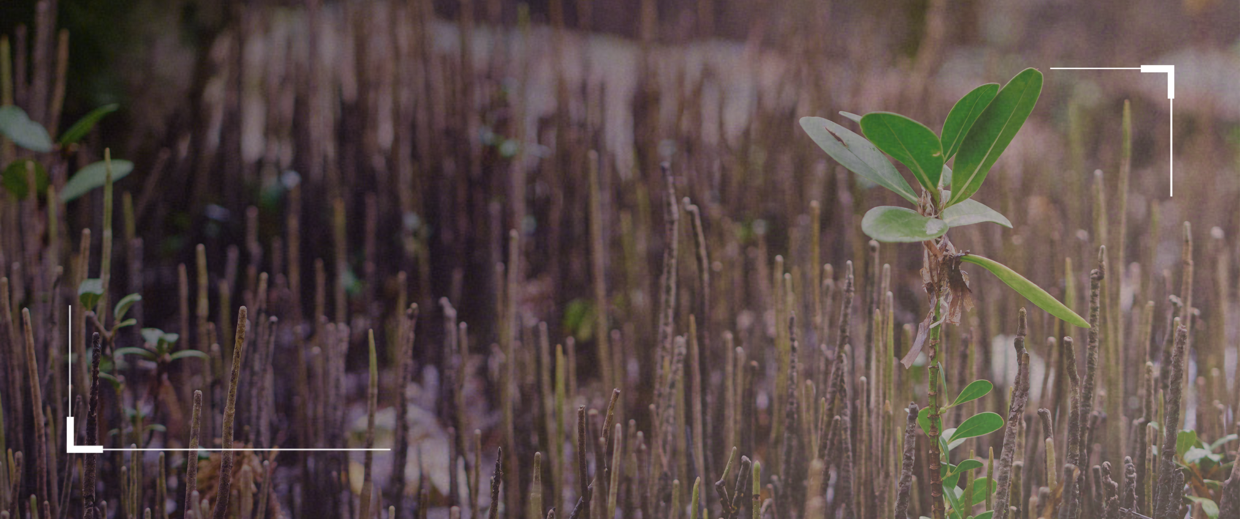 Symbiosis expands to mangroves and updates Quality Criteria