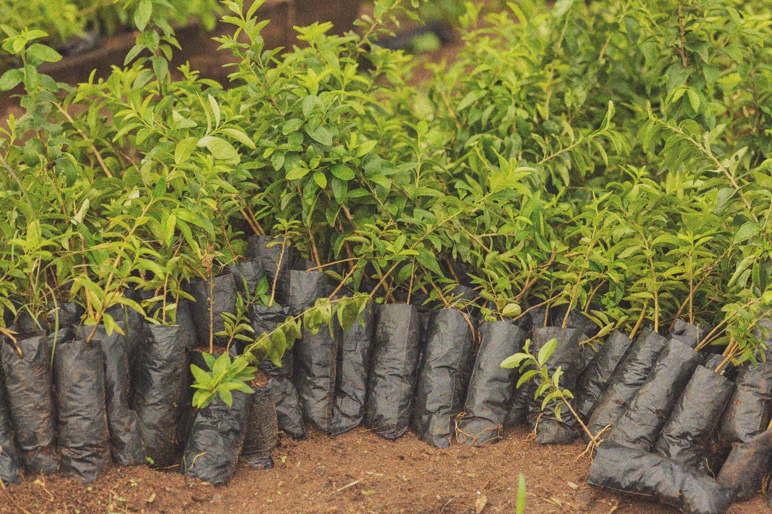 Plant Rafcon RFP — Symbiosis Coalition | Nature-Based Carbon Removals