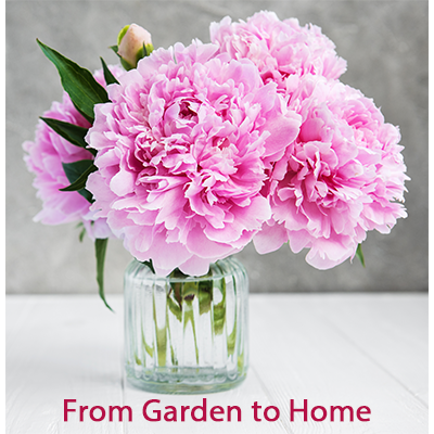 Garden to Home - Peony Project