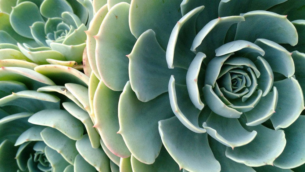 Succulents at Oak Spring Farm