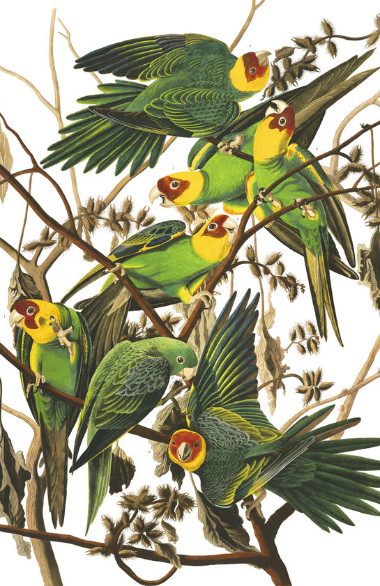 Carolina Parrots