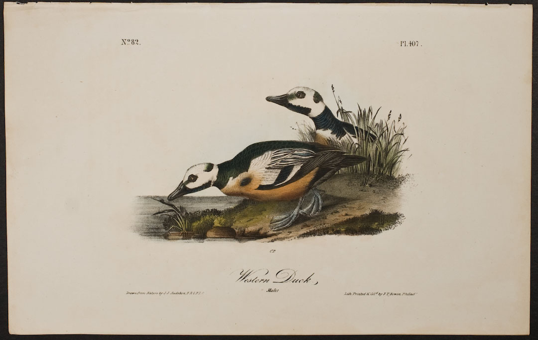 Western Duck Lithograph