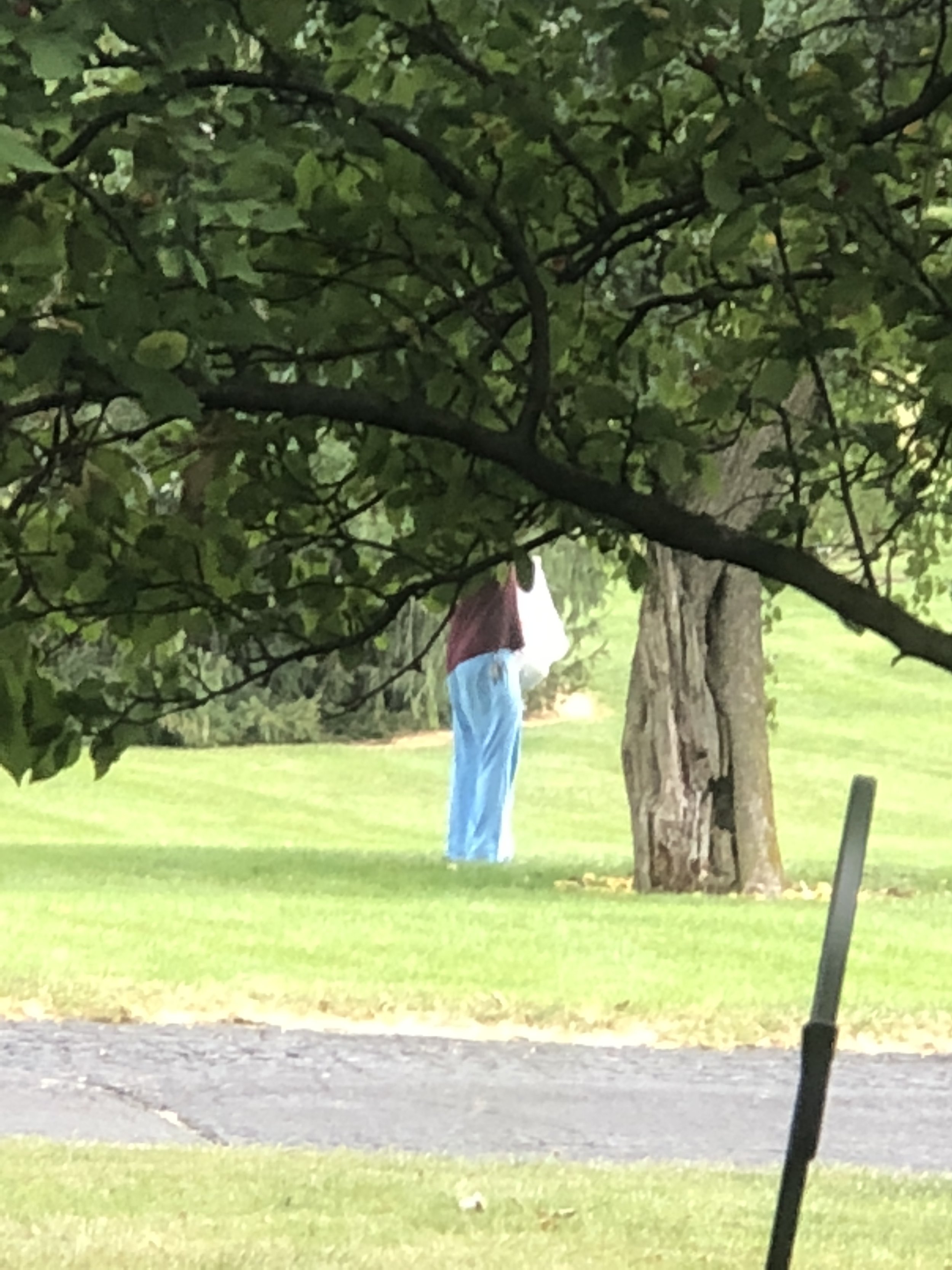  Random people stop and pick our pears. 