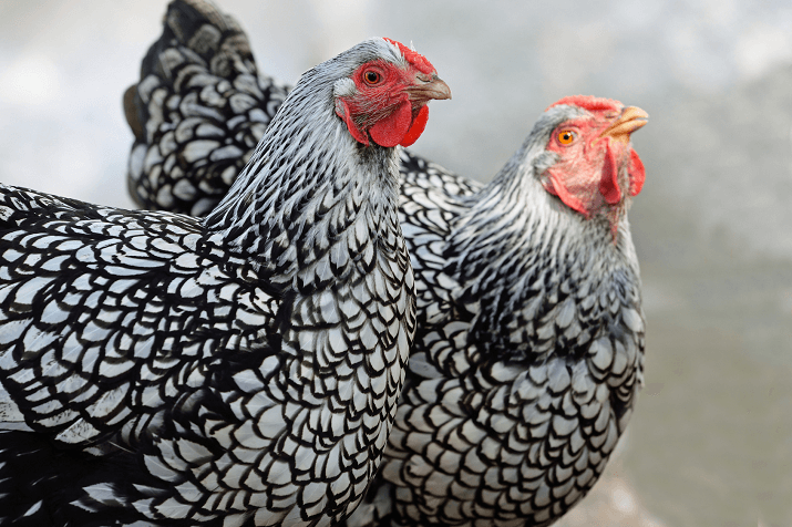Silver-Laced-Wyandotte-1.png