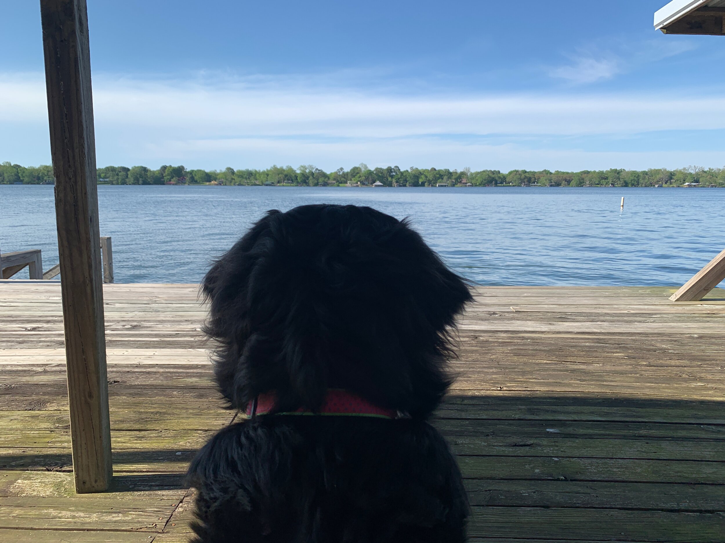  Callie enjoying the pier 