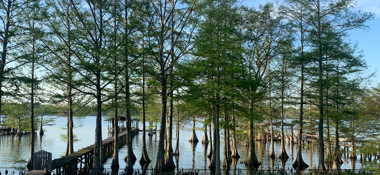  The view from our back porch is cypress trees and cypress knees; quintessential Louisiana. 