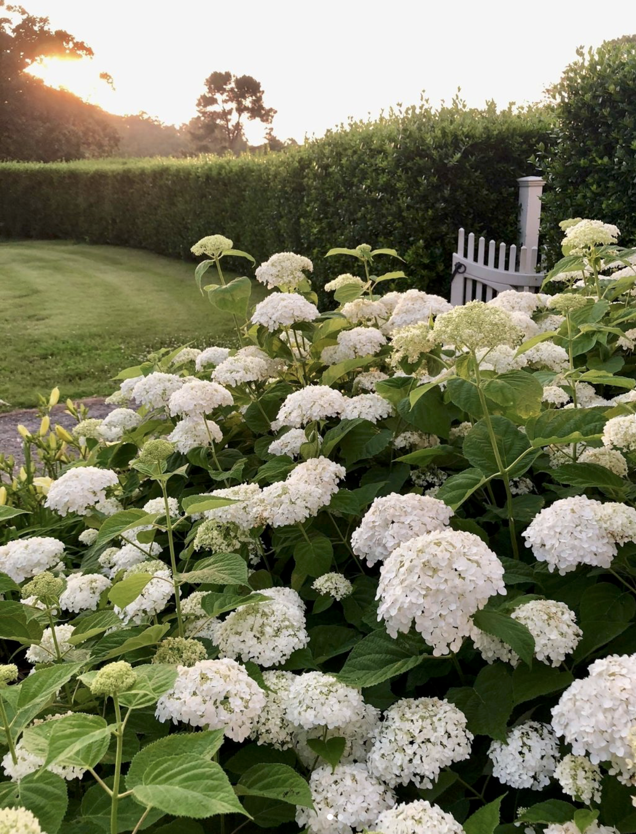  Hydrangea Dreams at Moss Mountain Farm  Courtesy P. Allen Smith Instagram 