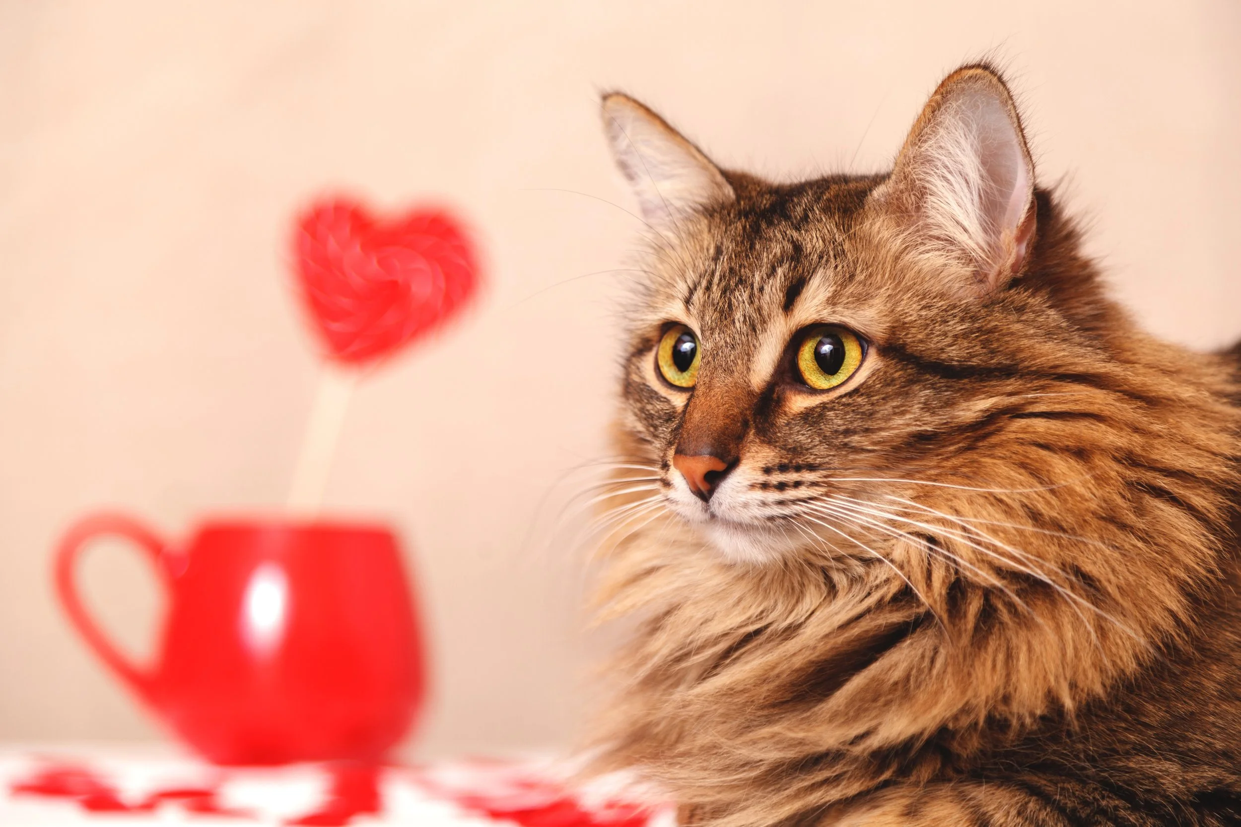 Valentine's Day Cozy Mysteries