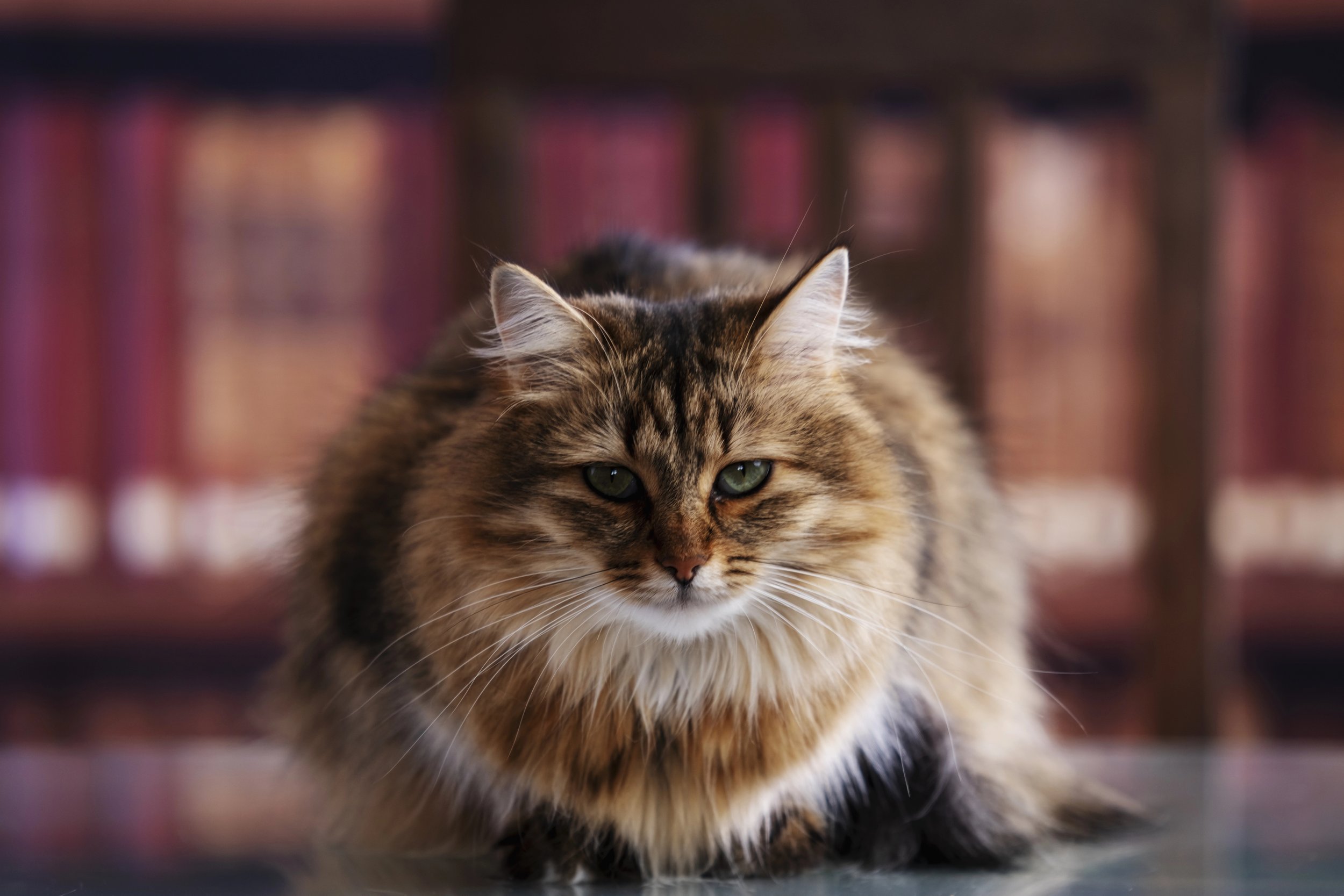 Librarian Cozy Mysteries