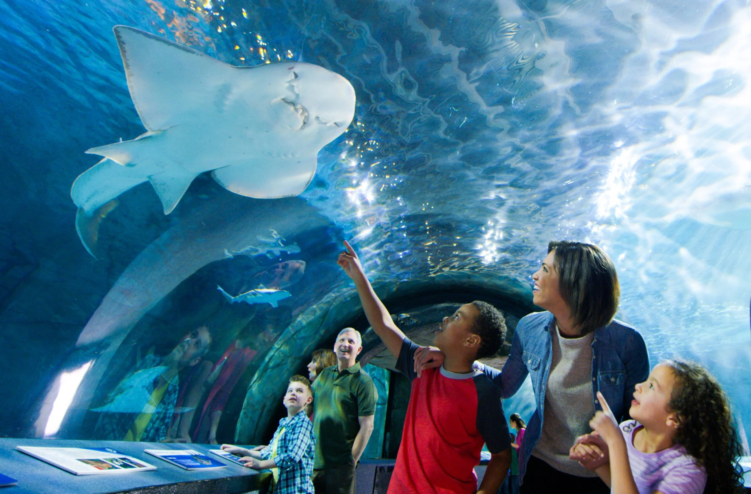 The Newport Aquarium is a well-known attraction and an anchor business at Newport on the Levee. 