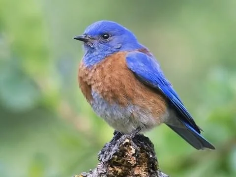 Bluebird Monitoring 