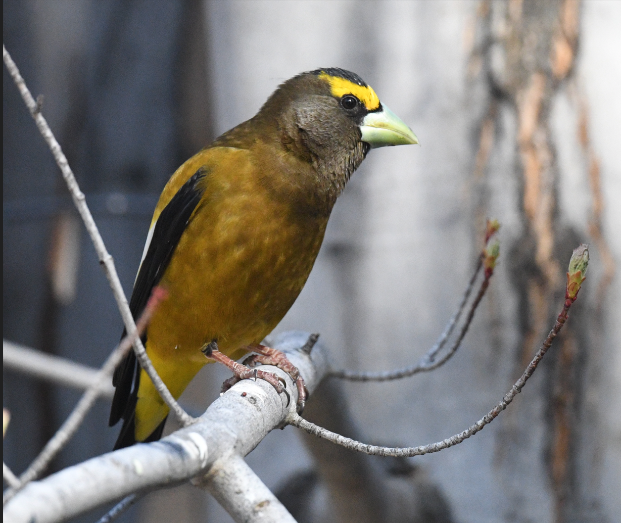 BBC Presents Community Science 