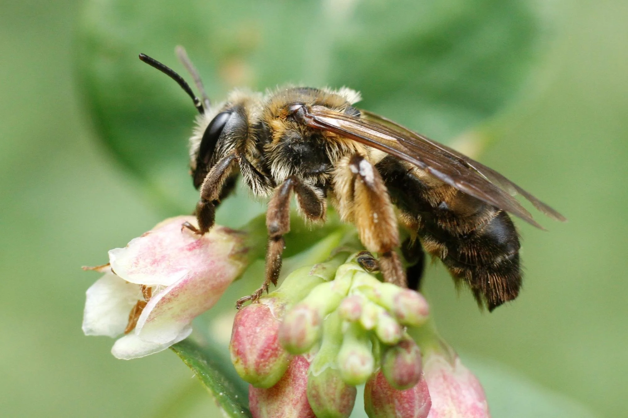 Biodiversity Begins with “B”