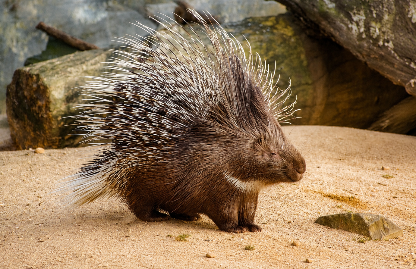 Porcupines: A Prickly Subject