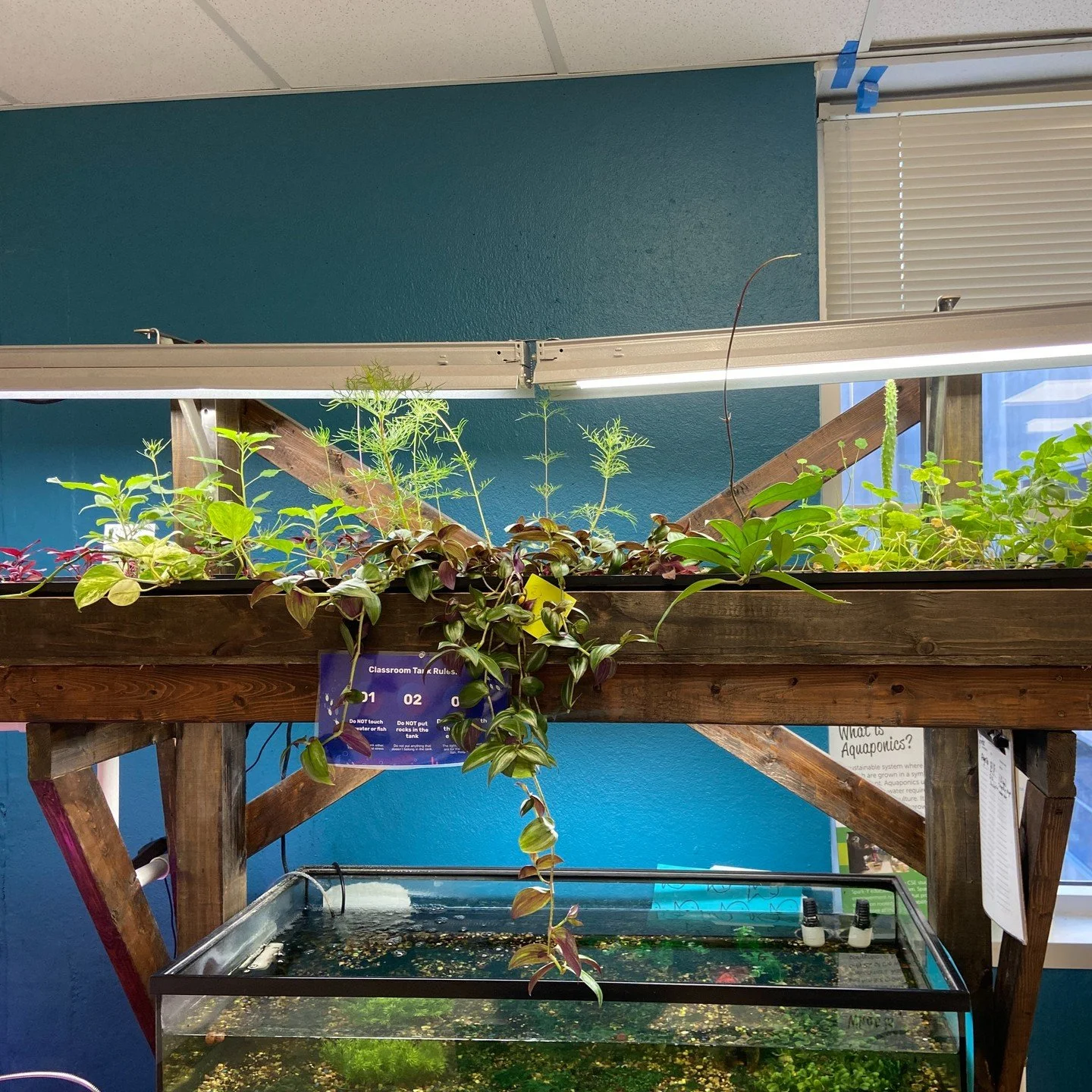 Check out the growth in the brand new aquaponics system at the #communityschoolofexcellence! 🌱 So lovely!

#sustainability #aquaponics #nonprofit #minnesotanonprofit #education