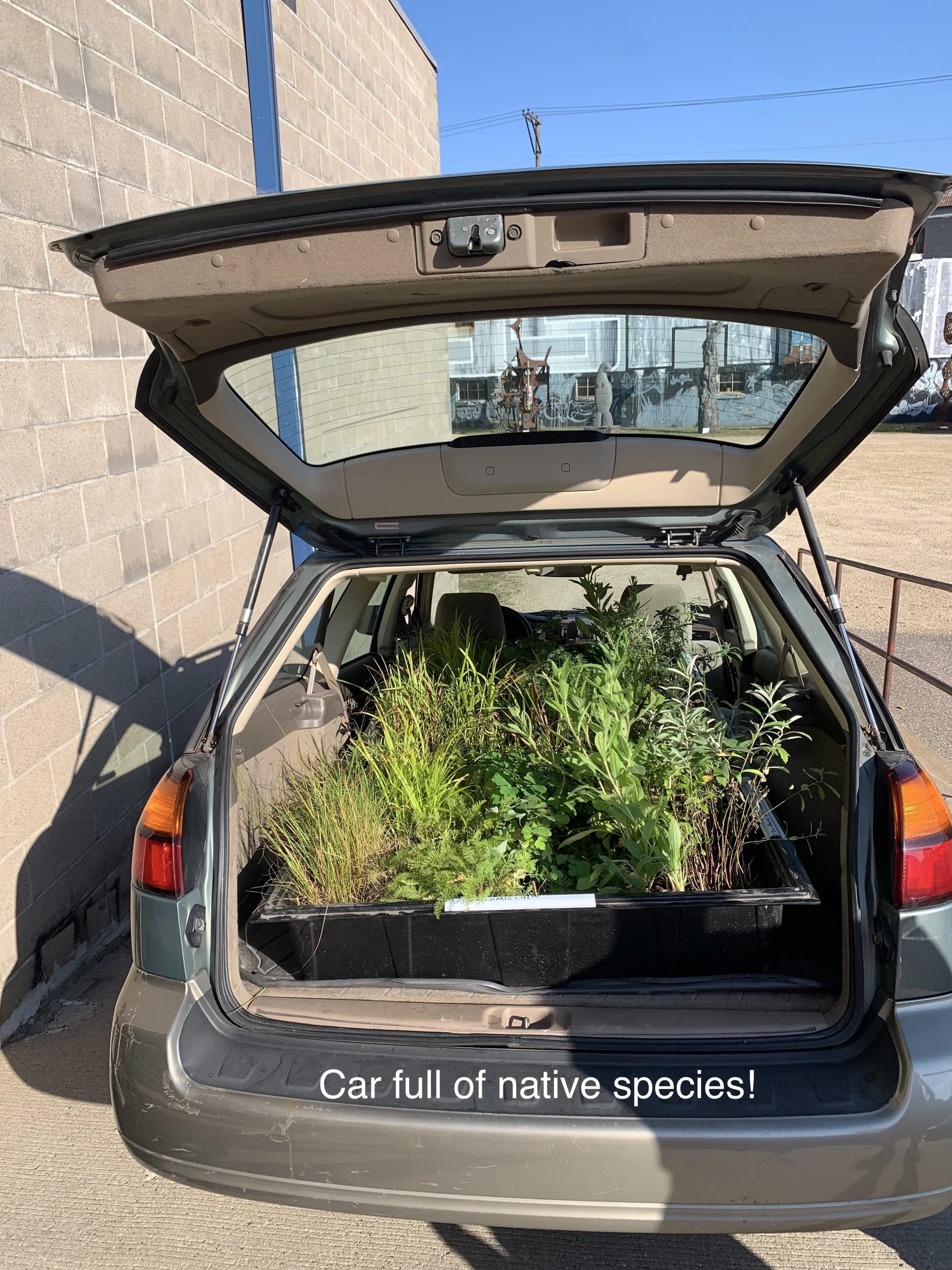 trunk full of natives.jpeg