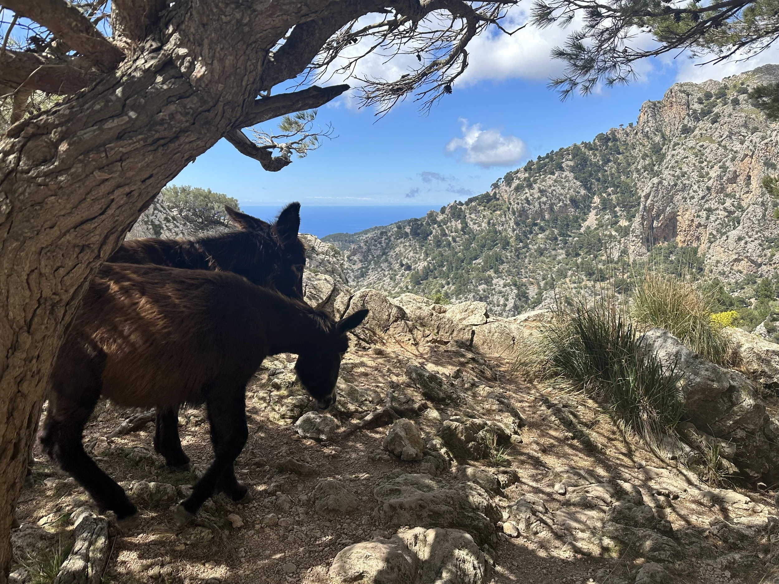 Copy of IMG_9338.jpeg