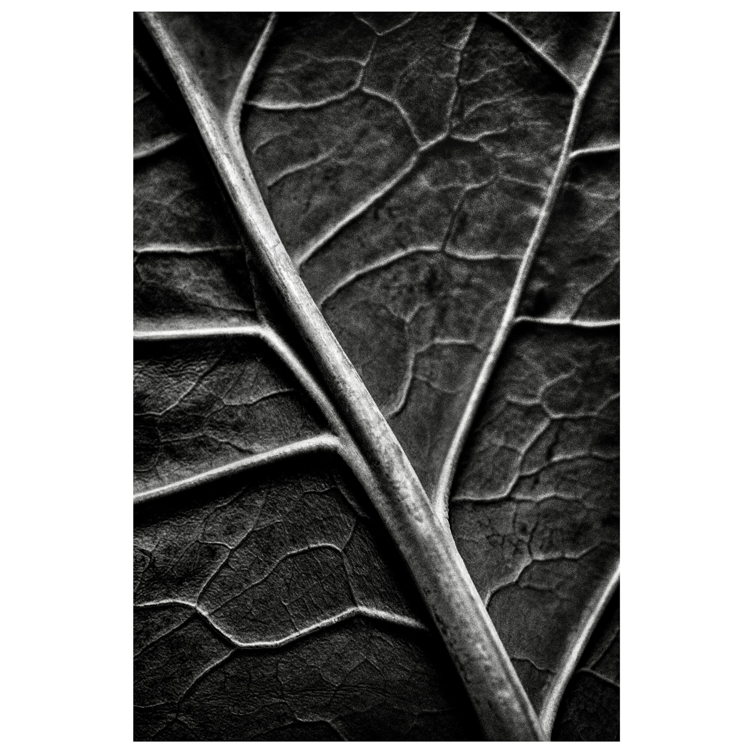 Exploring the subtle interplay of light and shadow with the intricate vein structure.
-
#blackandwhitephotography #fineartphotography #blackandwhiteprints #plantart #artcollector #studiophotography #lisastonephotography #foothillcollegephoto #bnw_and