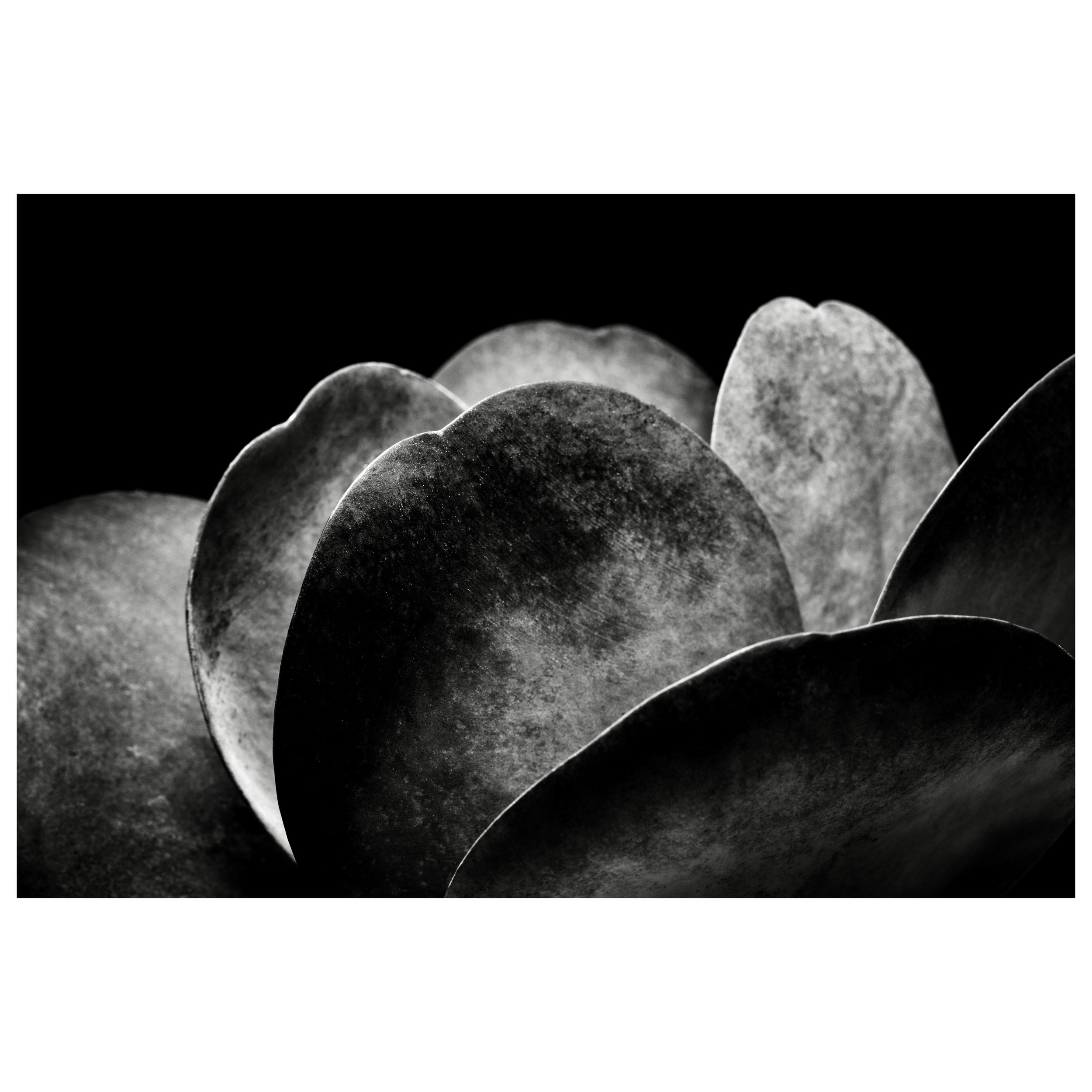 Exploring the exquisite curves and velvety gradients of nature&rsquo;s sculptures. 
-
#blackandwhitephotography #fineartphotography #blackandwhiteprints #plantart #artcollector #studiophotography #lisastonephotography #foothillcollegephoto #bnw_and_n