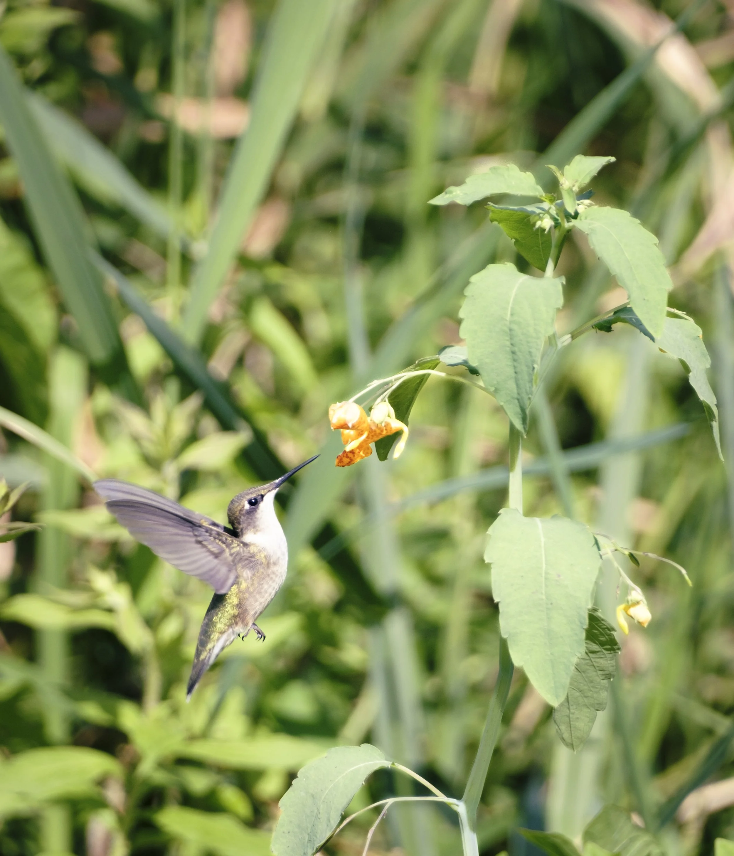 hummingbird-1.jpg