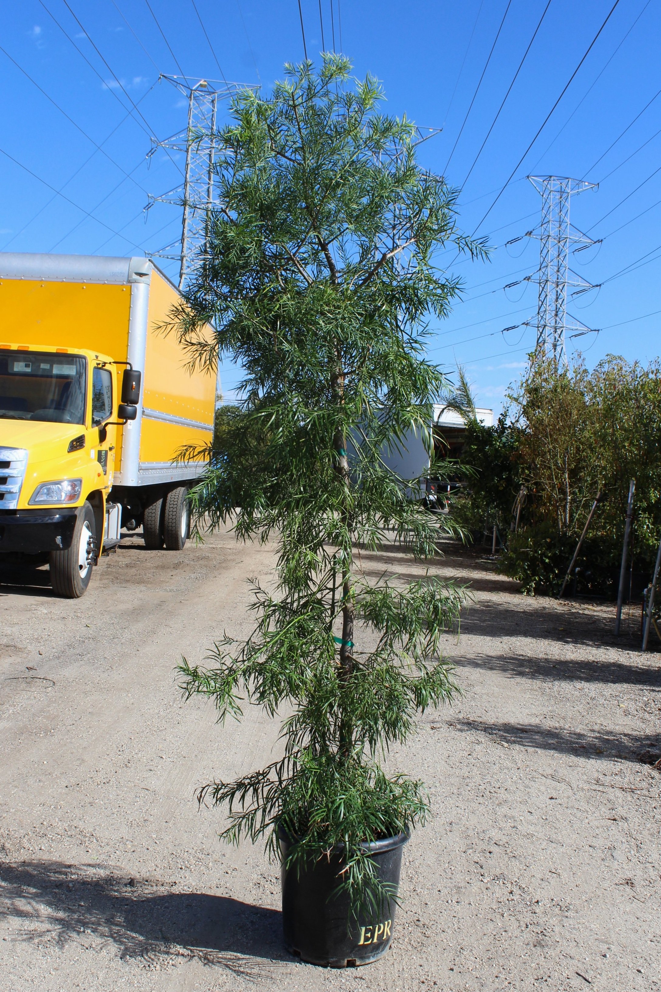 Podocarpus Gracilior