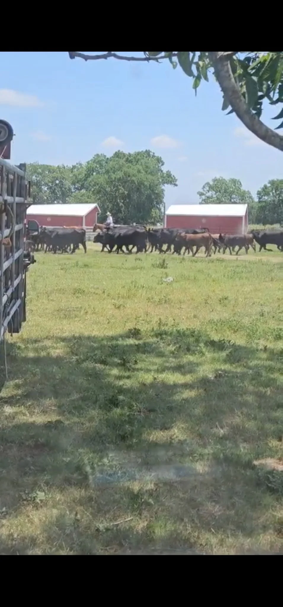 Picture of Cattle Drive.JPG