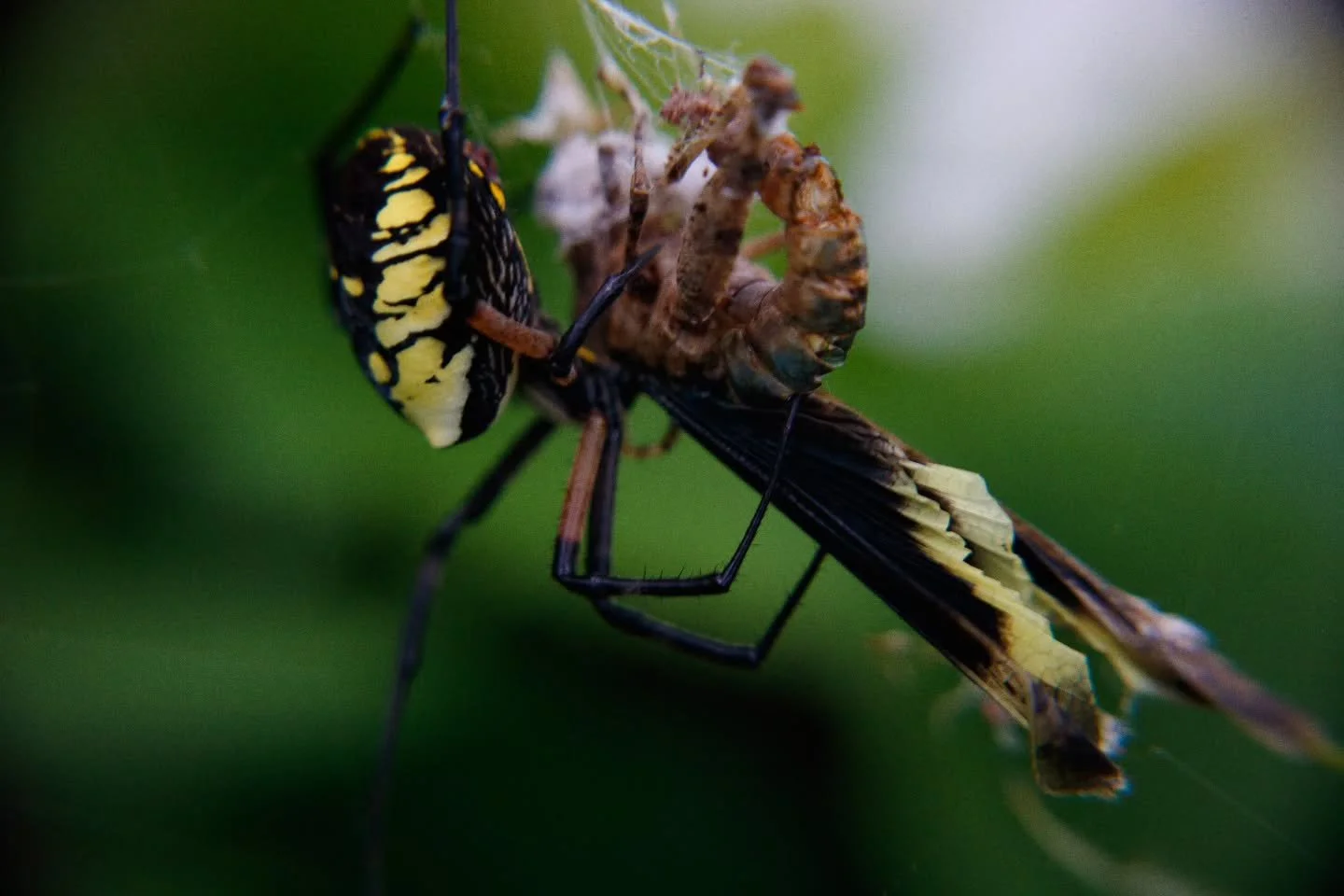 Another, larger yellow garden spider. Today it feasts on grasshopper. 📷

#maine #argiope #aurantia #visitmaine #spider #portlandmaine #web #nature #thewaylifeshouldbe #nerodesignme #summer #photography #vacationland #augusta #exploremaine #igersmain