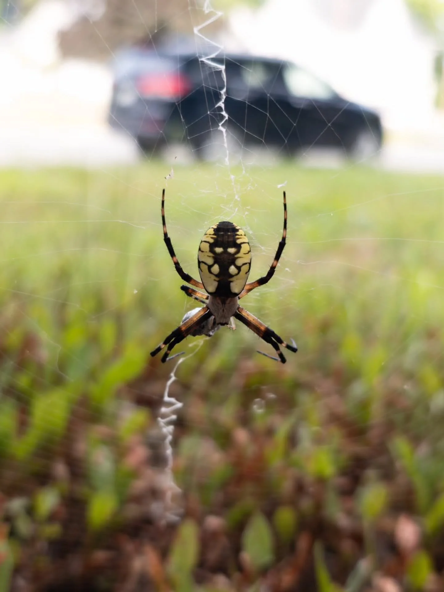 The yellow garden spider, Argiope aurantia. That zigzag line in its web is called a stabilimentum, which is thought to potentially act as a lure for insects and possibly also confuse predators. Females, like this one, can be 3-4 times larger than the