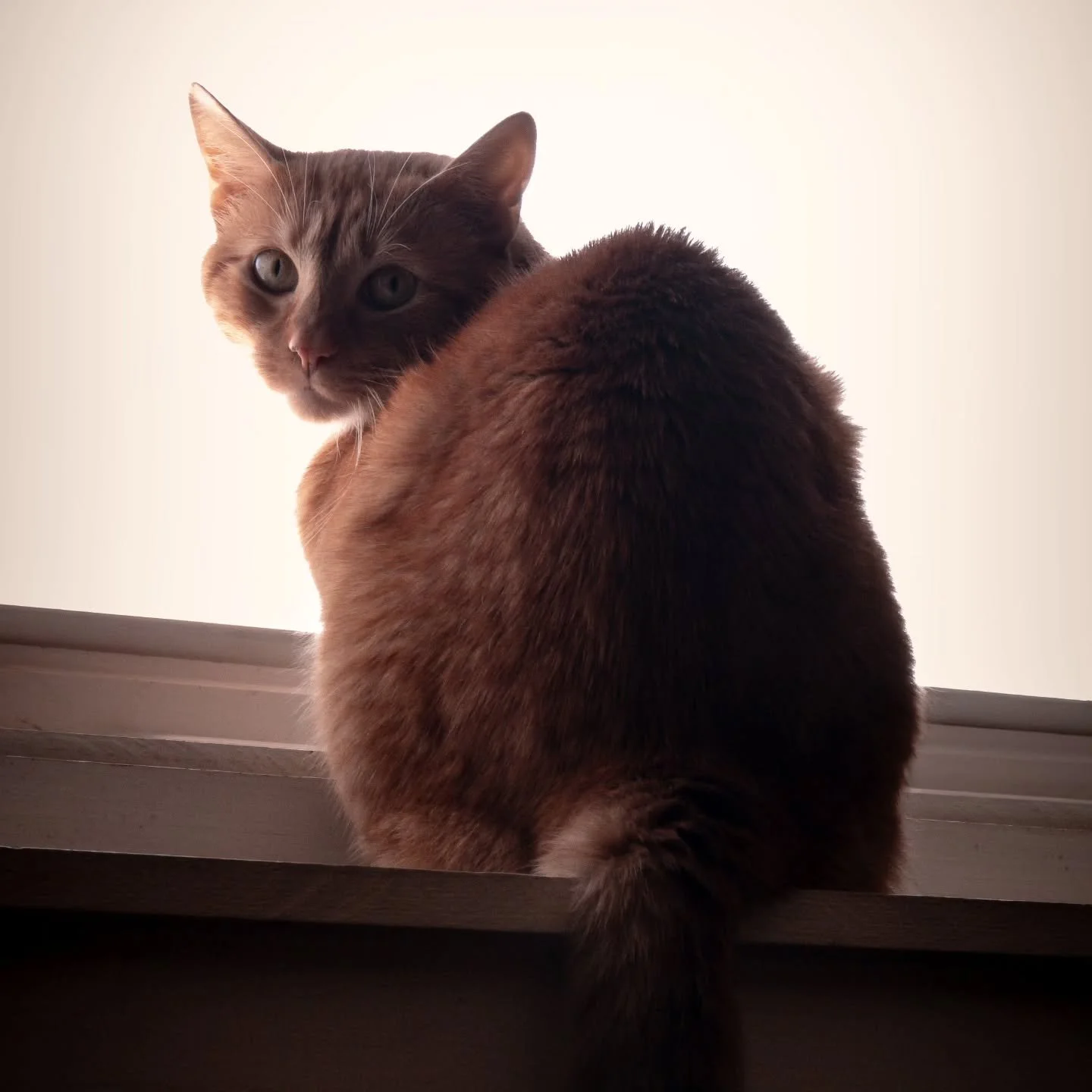 Sorry, yet another Mr. Kitty post to grace you on this wonderful Sunday afternoon.

#cat #orangecat #orange #oneorangebraincell #kitten