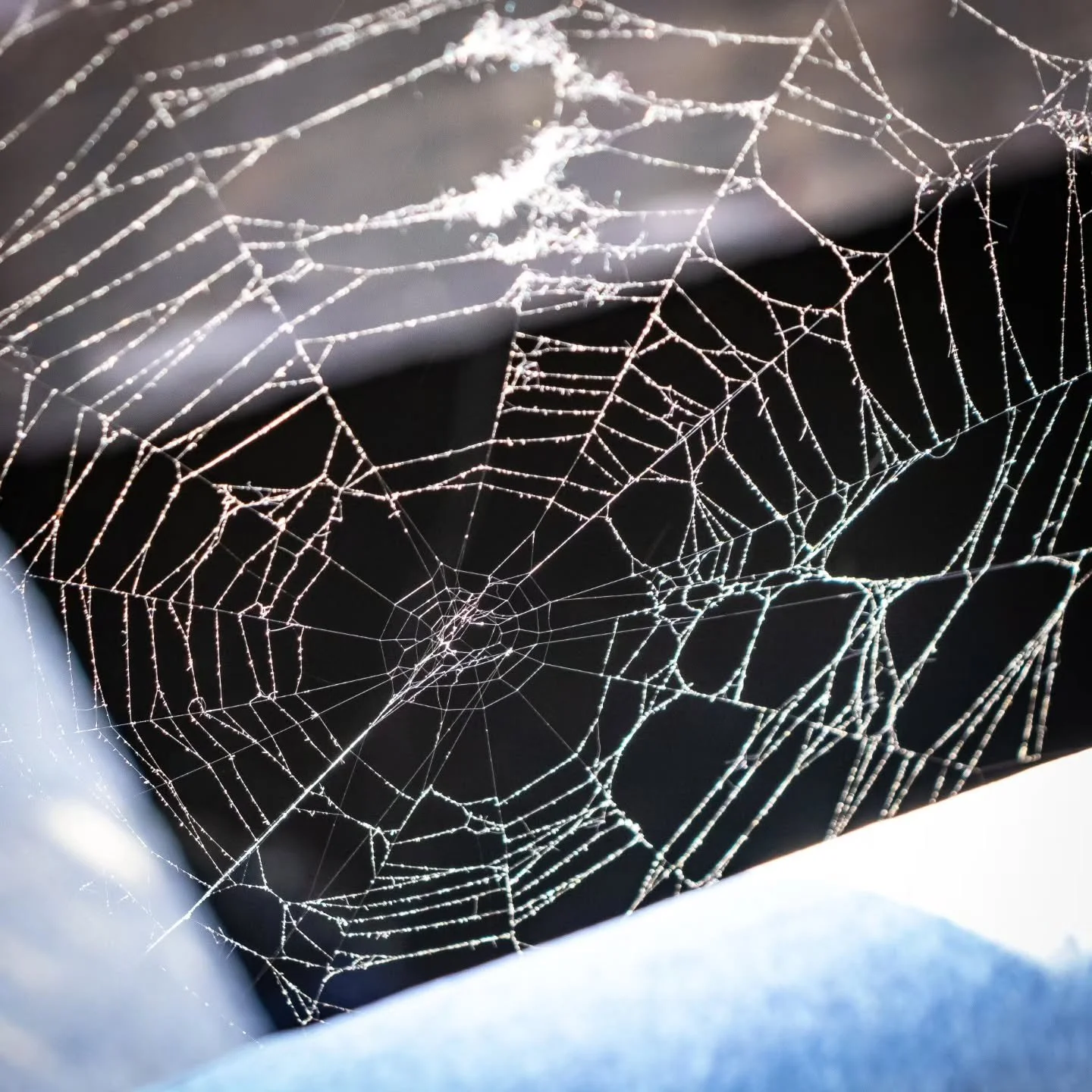 &rdquo;A spider&rsquo;s web is stronger than it looks. Although it is made of thin, delicate strands, the web is not easily broken.&rdquo; - E.B. White

#maine #royalriver #mainelife #visitmaine #mainething #portlandmaine #web #nature #thewaylifeshou