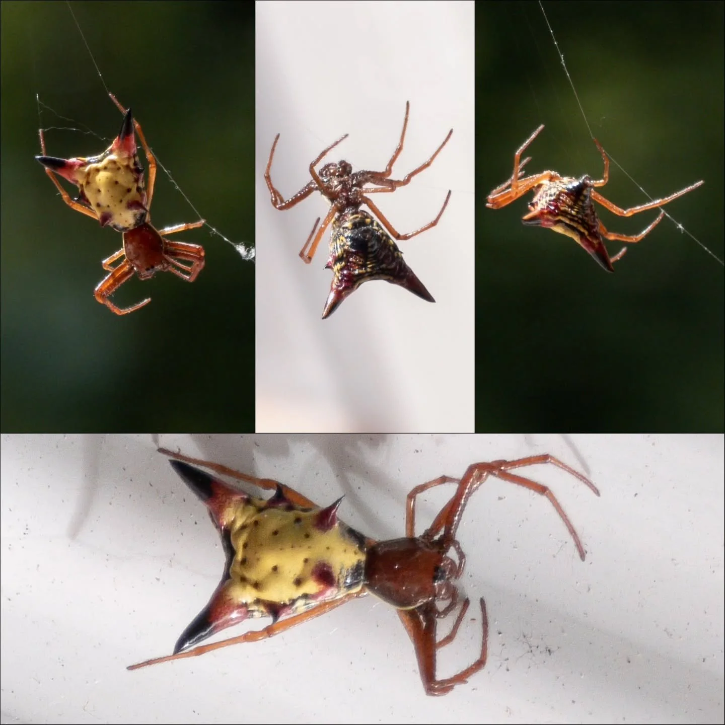 Micrathena sagittata, known more commonly as the Arrow-shaped Micrathena or Arrow-shaped Orb Weaver, is one of the coolest-looking spiders native to Maine. Their bright colors are a warning, and their pointy abdomen makes them an unpleasant snack for