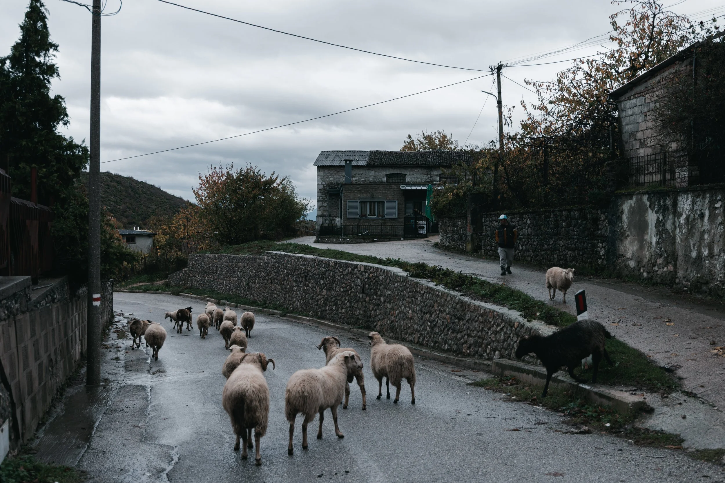 A shepherd walks down a street with his sheep early in the morning, leading them out to pasture in Leskovik, Albania on November 10, 2025. Shepherding remains a central part of daily life in the town, with flocks guided along streets and hillsides as