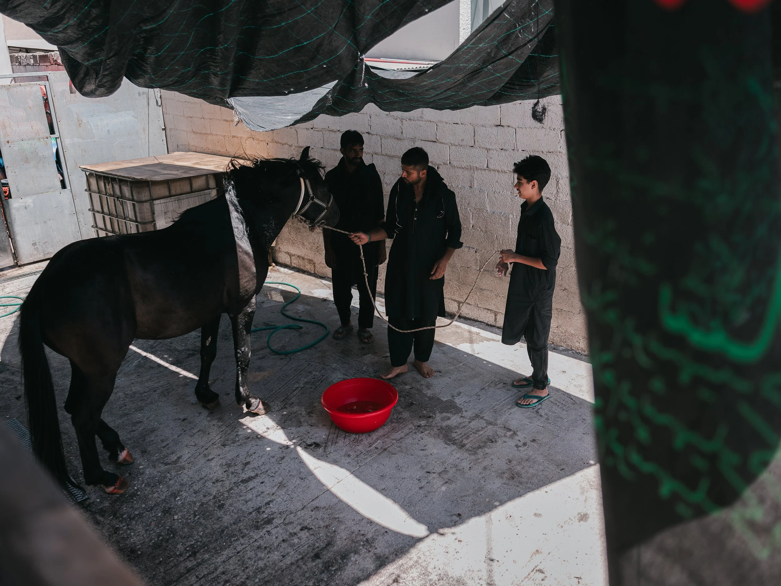 Men prepare a horse for the rituals beside the self-organized Shi’a mosque in Peristeri, Athens, Greece on July 6, 2025. The horse symbolizes Zuljanah, the mount of Imam Husayn, and its presence is part of the Ashura commemorations honoring his marty