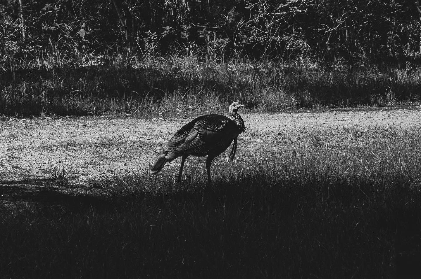 These bearded beasts 🥹

The turkey is incredibly elusive, resourceful, and gregarious. They rarely come by the house, but when they do it&rsquo;s nothing but an endless loop of my laughing at their gobbles and their gobbling in response to my laught