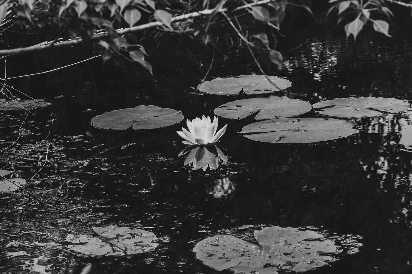 This spring brought many welcomed surprises. On May 1st, after a 6 year dormancy, the Lilies in the pond by the camp house began to grow again. We thought they were removed when someone dug the pond deeper, or died off in one of the many freak cold s