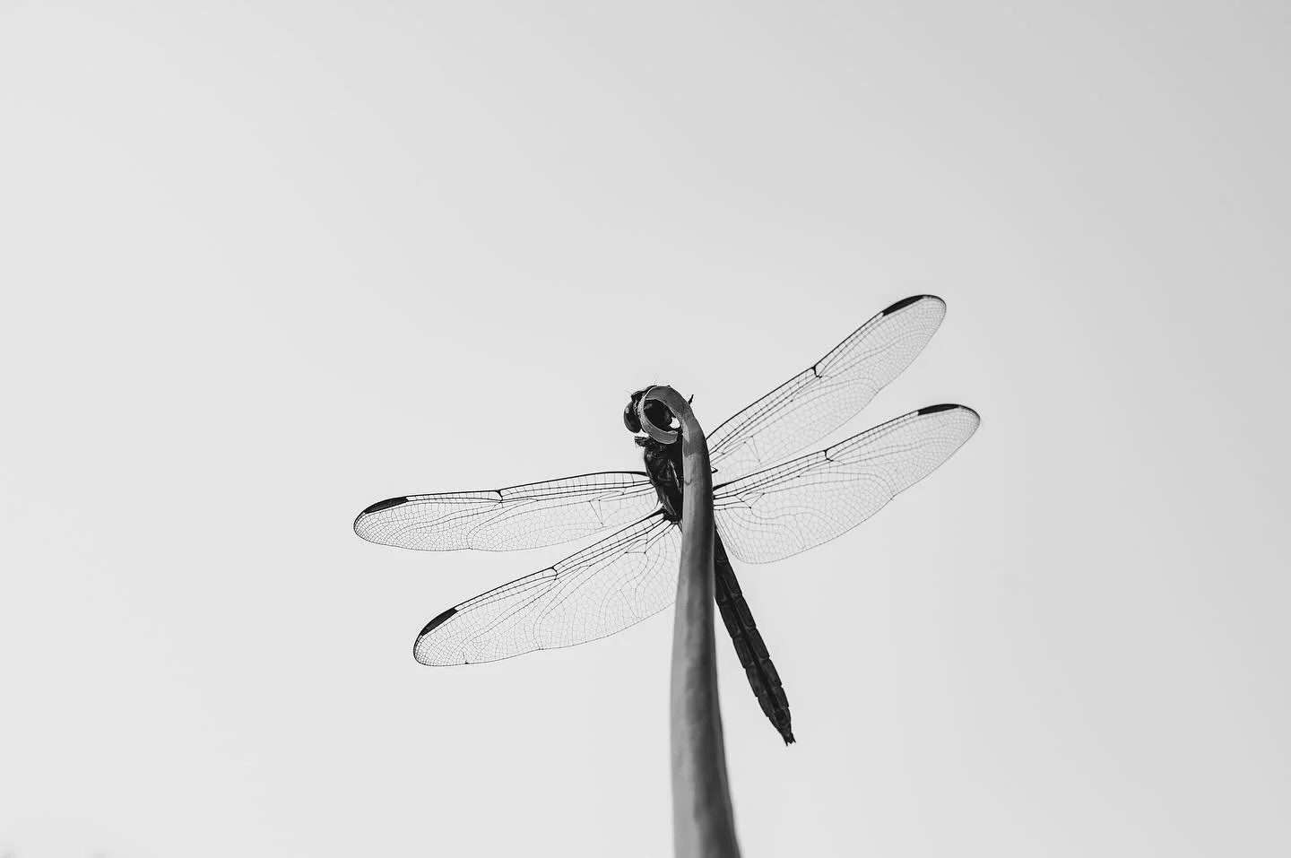 It seems like anywhere I go, there&rsquo;s a dragonfly fluttering about. Even in the chill of a 40&deg; fall morning, a dragonfly is skimming through the ethereal fog blanketing the pond&rsquo;s surface.

An encounter with a dragonfly in early Spring