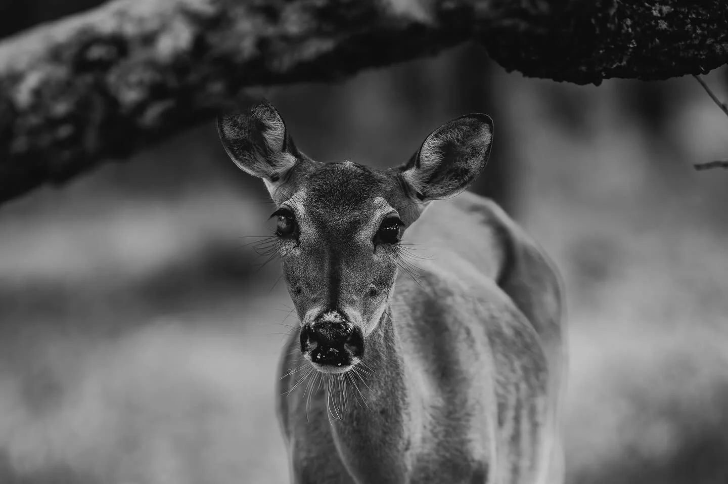 Meet STU, a doe who holds a very special place in my heart. She was named in honor of this year&rsquo;s Vision Quester who received the name Sees the Universe. I could easily write a book of short stories with all of the experiences we&rsquo;ve had s